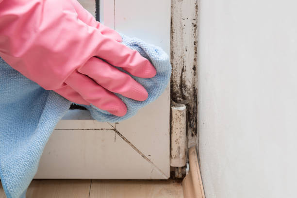 Best Black Mold Removal  in Southwest Greensburg, PA