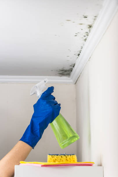 Best Attic Mold Removal  in Southwest Greensburg, PA